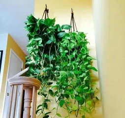 Green Fiddle Leaf Fig Winter Care Tips (Easy to Grow Even in Winter,)