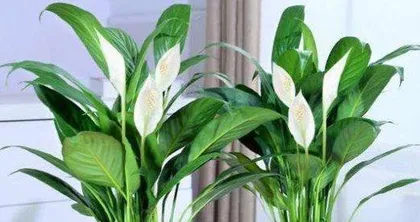 The cultivation method of Anthuriums for blooming pots (Creating healthy and lush Anthurium盆栽)