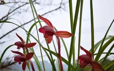 How long do orchids live? (These details determine their lifespan.)