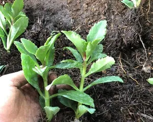 Green Paris Longevity Flower Care Tips (Creating the "Longevity Flower" in Your Garden)