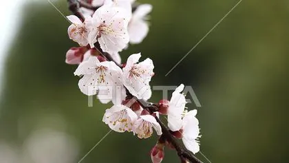 What color are apricot blossoms? (Analysis of the color and meaning of apricot blossoms)
