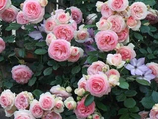 Beauty in Winter: Cold-Hardy Garden Flowers (Exploring the flowers best suited for winter in the garden, making the cold season less desolate)
