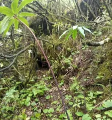 Growth Environment and Characteristics of Paris Polyphylla (Exploring the Suitable Environment and Unique Characteristics of Paris Polyphylla)