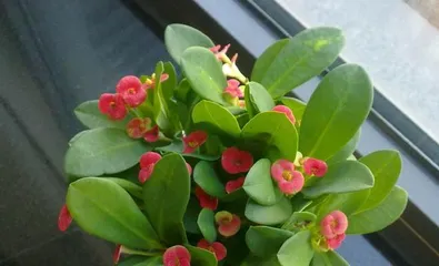 The Flower Language and Symbolic Meaning of Mandaqui (Exploring the flower language and symbolic meaning of mandaqui, revealing its implied connotations)