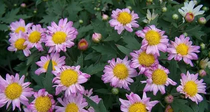 How long is the growth cycle of a chrysanthemum? (Exploring the entire process of a chrysanthemum from seed to flower)