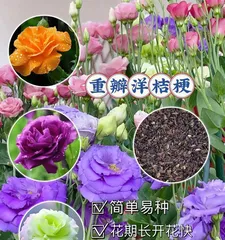 Unveiling the blooming period of the Platycodon (Exploring the mysteries of Platycodon's full bloom)