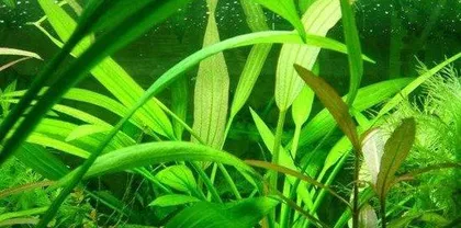 The Types and Cultivation of Aquatic Plants (Understanding the classification, characteristics, and care techniques of aquatic plants to create beautiful aquatic plant landscapes)