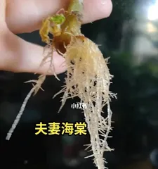Cultivation Methods and Precautions for Zhaohetang (Creating a Beautiful Garden, Starting with Zhaohetang)