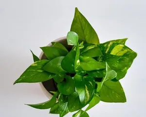 Greenery Care Guide for Pothos: Make Your Pothos Thrive