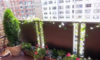 What kind of flowers are suitable for the south-facing balcony? - 15 selected flowers to create a beautiful ecological environment