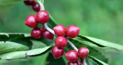 Silver and Gold Vine Toxicity Analysis and Indoor Care Guide (Understand the toxicity of silver and gold vine to make it your beautiful indoor decoration)