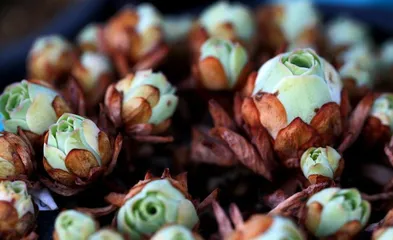 Mountain Rose Summer Safety Guide (Learn How to Protect Your Garden Treasure)