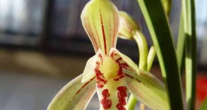 The blooming period of Jianlan flower (Unveiling the blooming time of Jianlan flowers, helping you grasp the best viewing time)