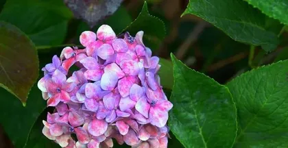 How to care for hydrangeas? (Hydrangea cultivation methods and precautions)