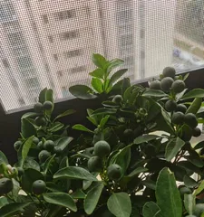 How to plant and care for orange trees (cultivation techniques and precautions for orange trees)