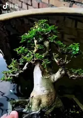 The Care Methods for Wax Tree Bonsai (How to Make Wax Tree Bonsai Grow More Beautiful)