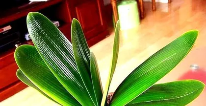 Complete Guide to Caring for Clivia Miniata in Summer (Experts Teach You to Build Healthy Clivia Miniata and Avoid Common Summer Problems)
