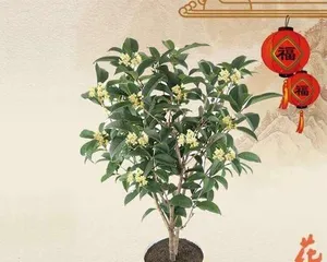 How to choose a suitable pot for osmanthus? (Analyze from aspects such as size, material, shape, etc.)