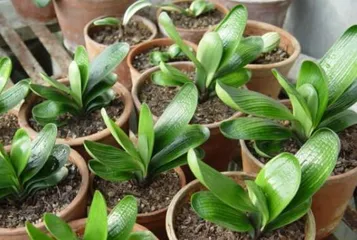 Complete Guide to Caring for Clivia Miniata in Summer (Experts Teach You to Build Healthy Clivia Miniata and Avoid Common Summer Problems)1