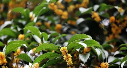 How to properly propagate osmanthus trees through cuttings? (Detailed notes and step-by-step instructions)