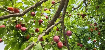 Ripening Period and Care Techniques for Green Plums (Understanding the ripening period of green plums to make the fruit more delicious)