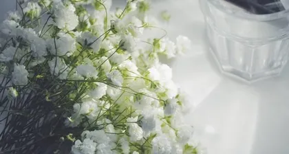 What should I do when starflowers wilt? - Tips for dealing with wilting starflowers (Don't throw them away! Clever tricks teach you how to handle the issue after starflowers wilt)