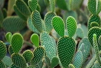 The Love of Cacti—Their Affection for the Sun (Exploring the ecological characteristics and behavioral habits of cacti, why the sun has become a necessity for them)