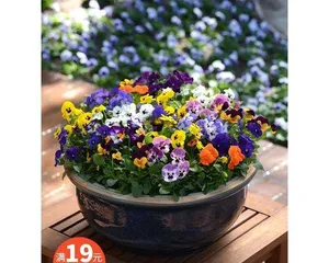 A Complete Guide to Winter-Flowering Courtyard Plants (Discovering a Winter Flowering Sea, Starting from the Courtyard)