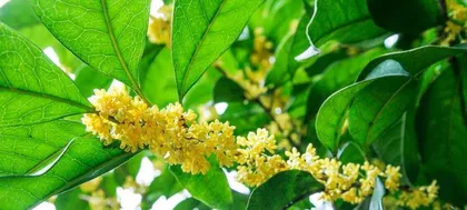 The Types and Characteristics of Fragrant Flowers (Exploring the Wonderful World of Fragrant Flowers)