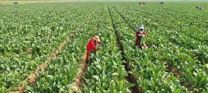 Henan, a land abundant in agricultural crops (unveiling the mystery of Henan's agricultural industry)