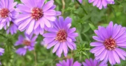 The Feng Shui Benefits of Growing Chrysanthemums at Home (Interpreting the Status and Significance of Chrysanthemums in Feng Shui)