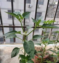 Causes of Pepper Flowering and Solutions (What factors affect pepper flowering? How to prevent pepper from not flowering?)