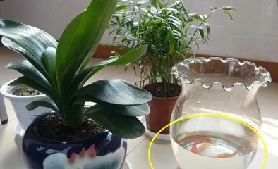 Can expired yogurt be used to water plants? (Exploring the effects of yogurt on plants and how to use it correctly)