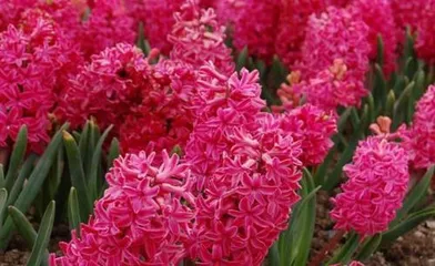 The Safety and Placement of Hyacinths (Understanding the Toxicity of Hyacinths to Enjoy the Beautiful Flowers More Safely)