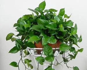 Is it feasible to water lucky bamboo with cola? (Exploring the effects and reasons of cola on lucky bamboo)
