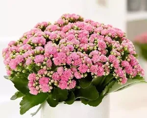 Indoor盆栽花卉选择（beautifying the living environment, improving living quality）