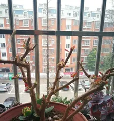 Potted Plant Care (How Often is Best, Keeping Your Potted Plants Evergreen and Lush)2
