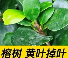 The reasons for and solutions to the leaf drop of Ficus microcarpa (How to deal with the leaf drop of Ficus microcarpa? Check out these methods quickly!)