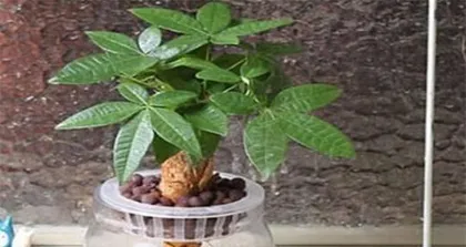 Aquatic Cultivation Methods for Osmanthus (Step-by-Step Guide from Planting to Maturity)