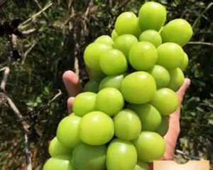 Analysis of the ripening time of table grapes (Understanding the cycle and key points of table grape ripening, mastering the best time for harvest)