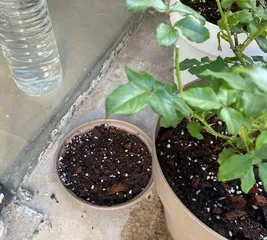 Is fresh milk suitable for watering plants? (Exploring the effects of fresh milk on plant growth)