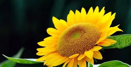The meaning of three sunflowers (symbolism and implication of sunflowers)