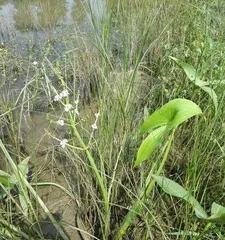 Ecological planting on riverbanks (suitable plant species and cultivation techniques)