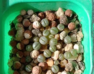 Sowing time and precautions for living stones (What you need to know when planting living stones)