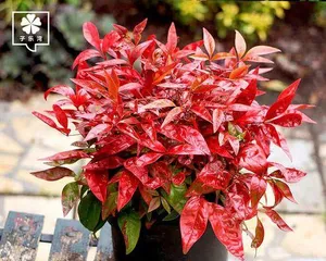 Tianzhu, a mysterious spice plant (Exploring the history, origin, medicinal, cosmetic, and culinary uses of Tianzhu)