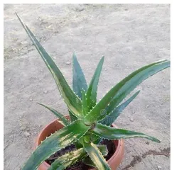 How to Propagate Adenium Obesum at Home? (Learn Propagation Techniques to Easily Cultivate a Beautiful Garden)