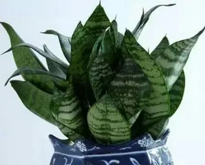 How to Create a Comfortable Bedroom Environment (Choose Suitable Plants for a Good Night's Sleep)