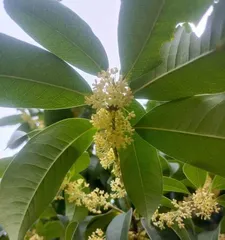 Fragrant and Overflowing, Incomparably Fragrant — The Meaning of Osmanthus Blossoms (The Magic of Osmanthus Blossom's Meaning and Its Cultural Connotations)