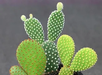 Where is the origin of cacti? (Exploring the mysterious homeland of cacti)