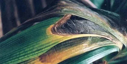 Effective drug formulations for preventing Clivia root rot (Exploring the causes of Clivia root rot and effective prevention and control methods)
